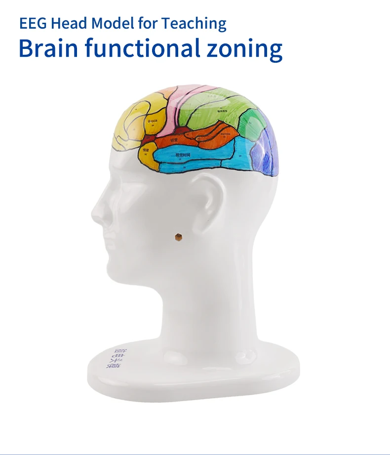 Teaching Head Mold - Tenocom Products